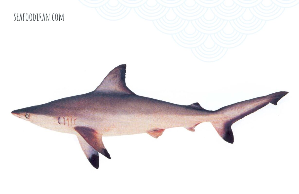 spottail shark