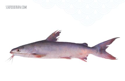 گربه ماهی خاکی