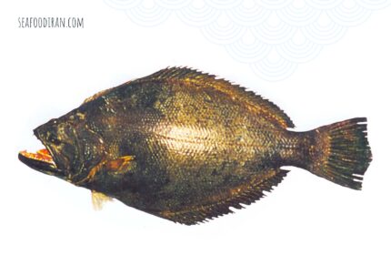 کفشک تیز دندان