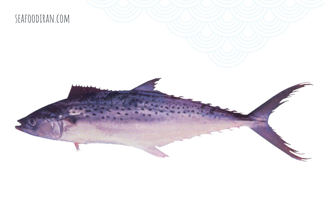 indo pacific king mackerel