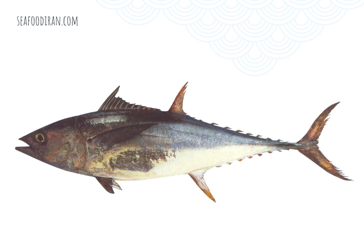 long tail tuna