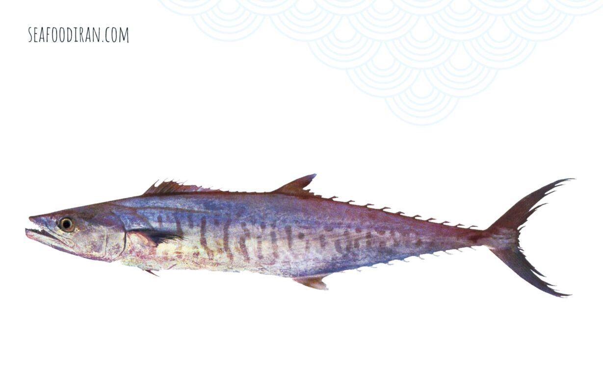 narrow barred spanish mackerel
