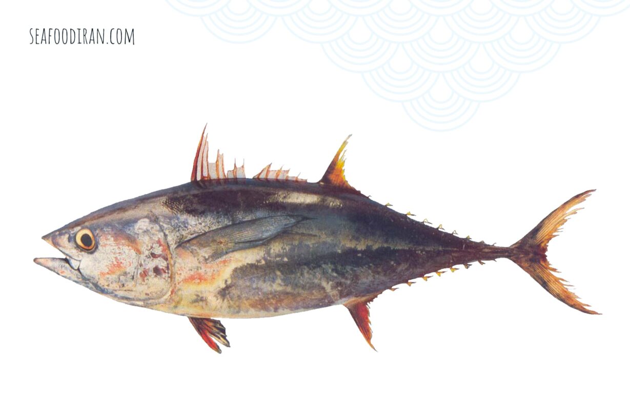 yellowfin tuna